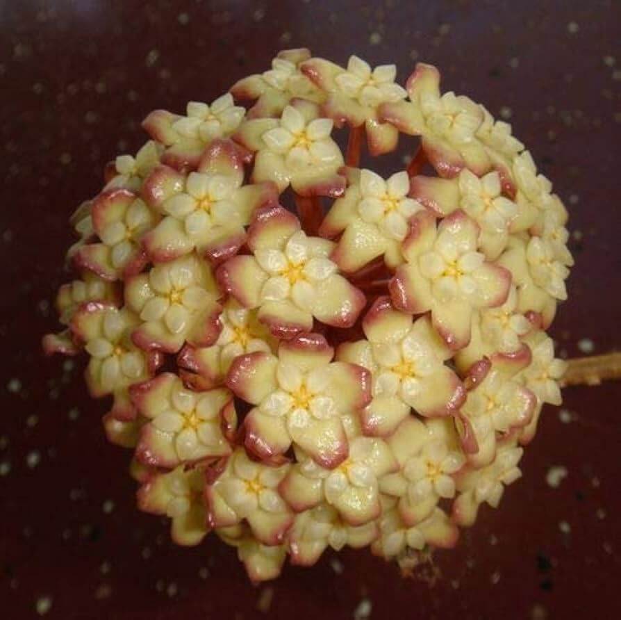 Cream Hoya carnosa plant