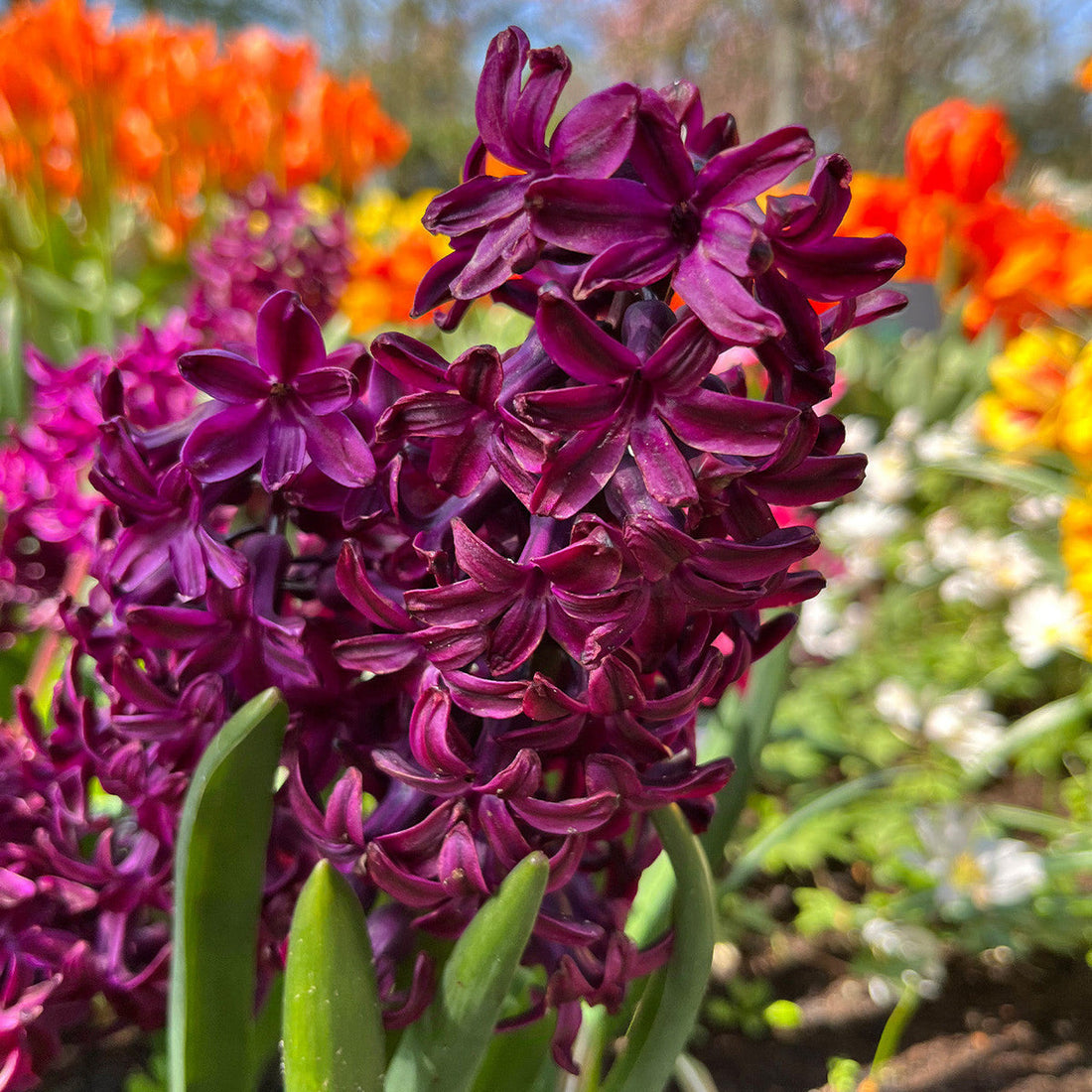 Burgundy Hyacinth flower seeds