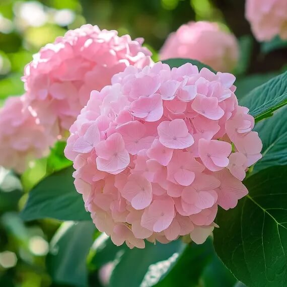Baby Pink Hydrangea plant