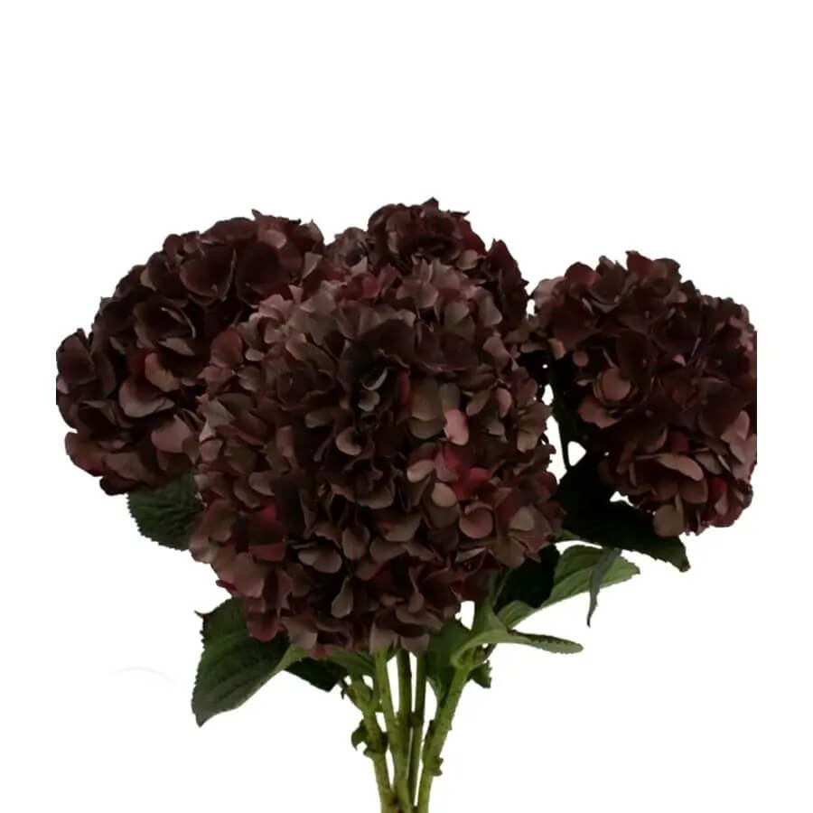 Chocolate Hydrangea plant