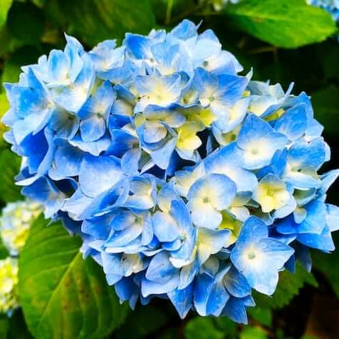 Blue Yellow Hydrangea plant