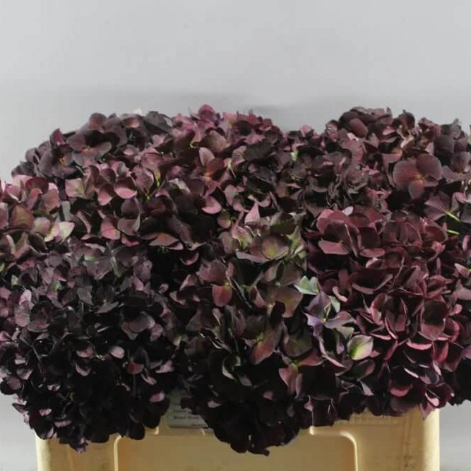 Chocolate Hydrangea plant