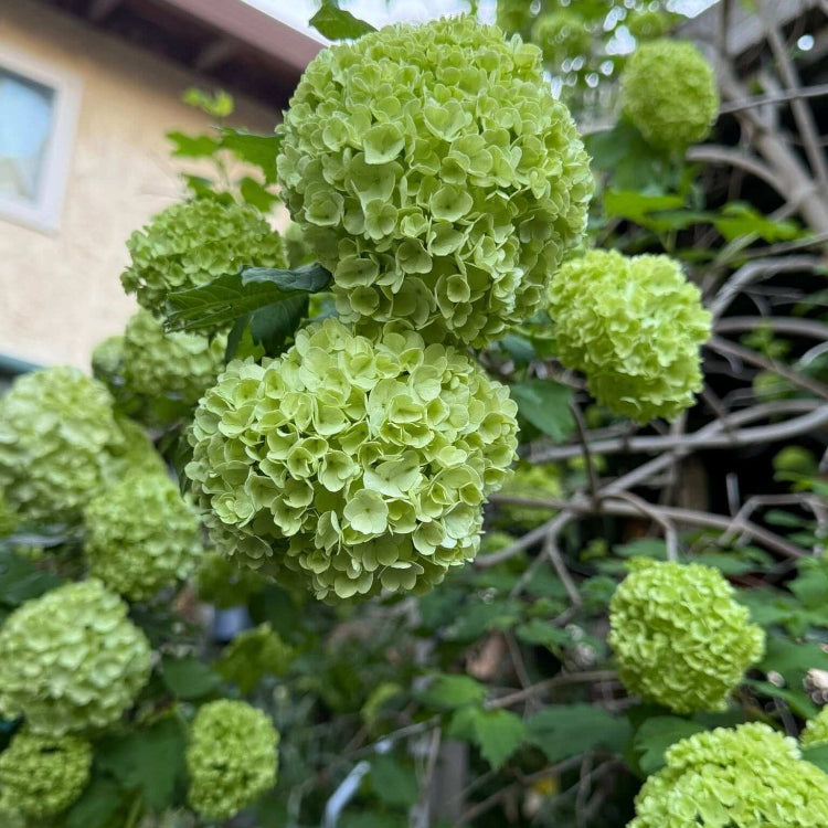 Dark Green Hydrangea plant