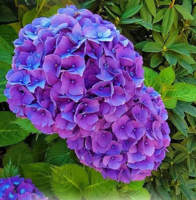 Blue Purple Hydrangea plant