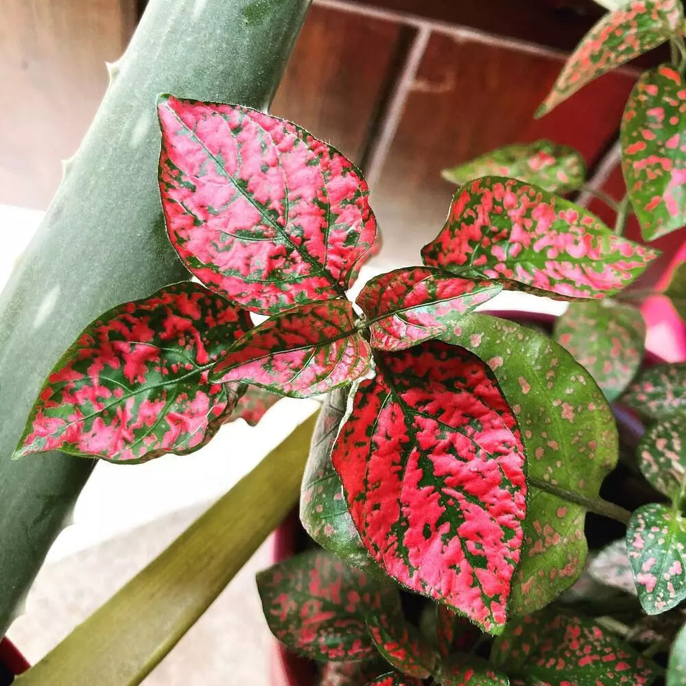 Red Hypoestes flower seeds
