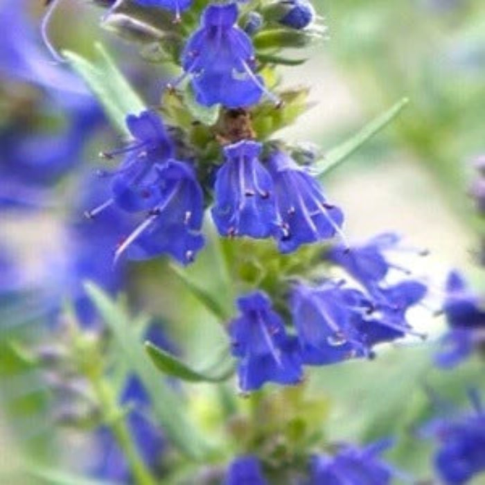 Blue Hyssop plant
