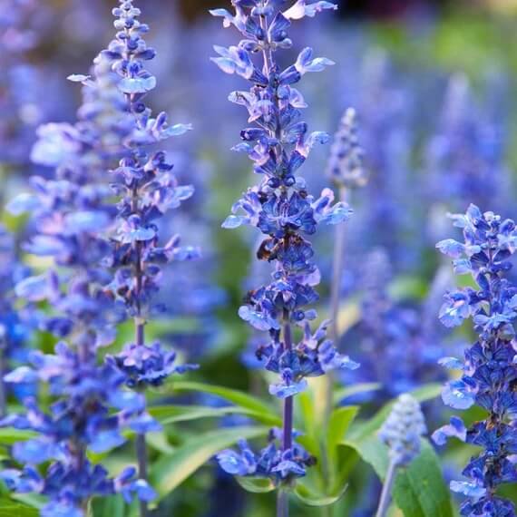 Blue Hyssop plant