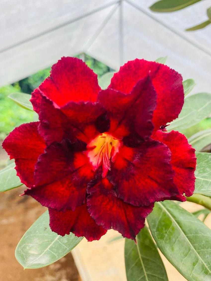 Deep Red flower seeds