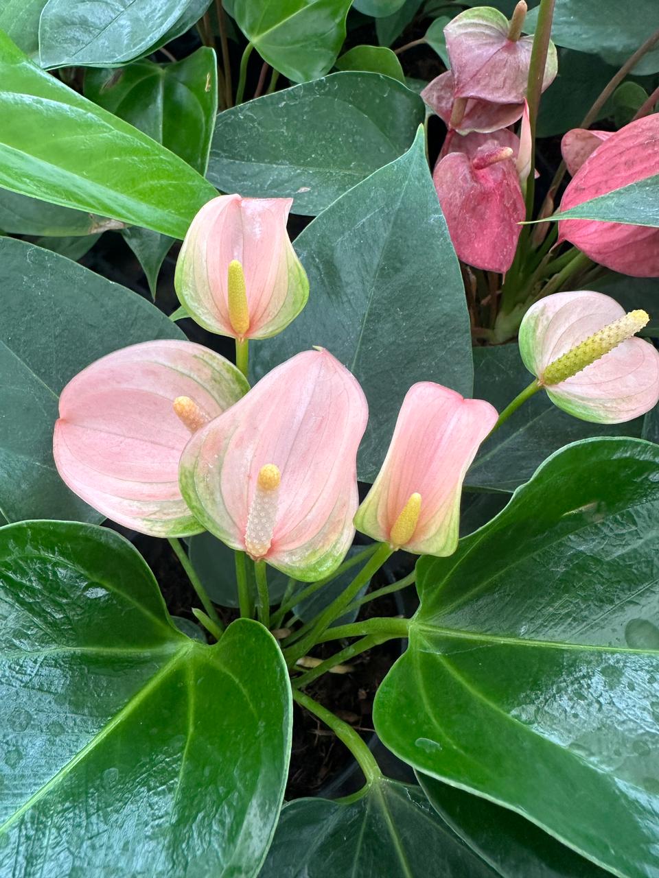 Light Pink flower seeds