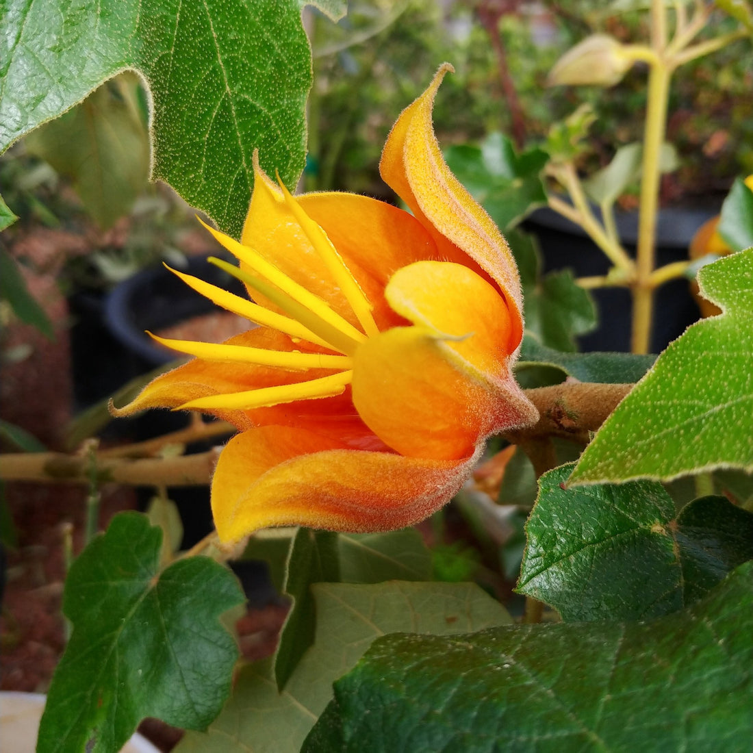 Orange Chiranthodendron flower seeds