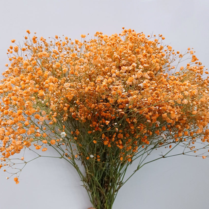 Gypsophila flower seeds