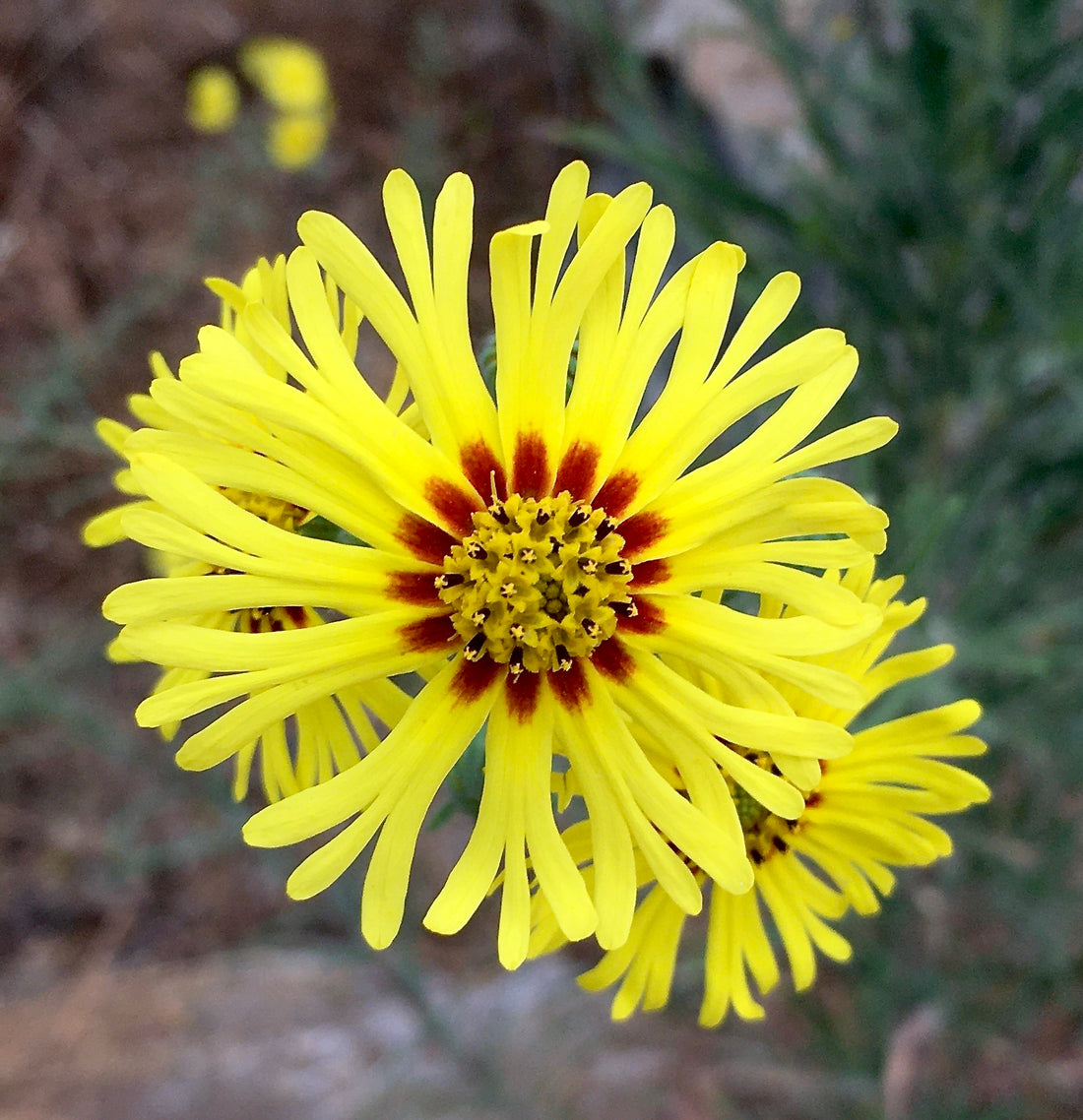 Yellow Madia flower seeds