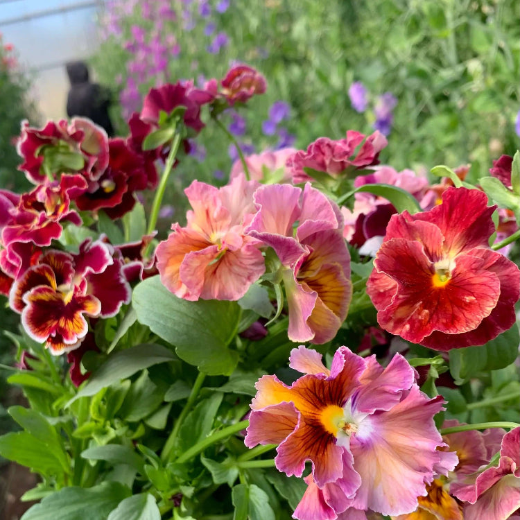 Cut Pansy plant