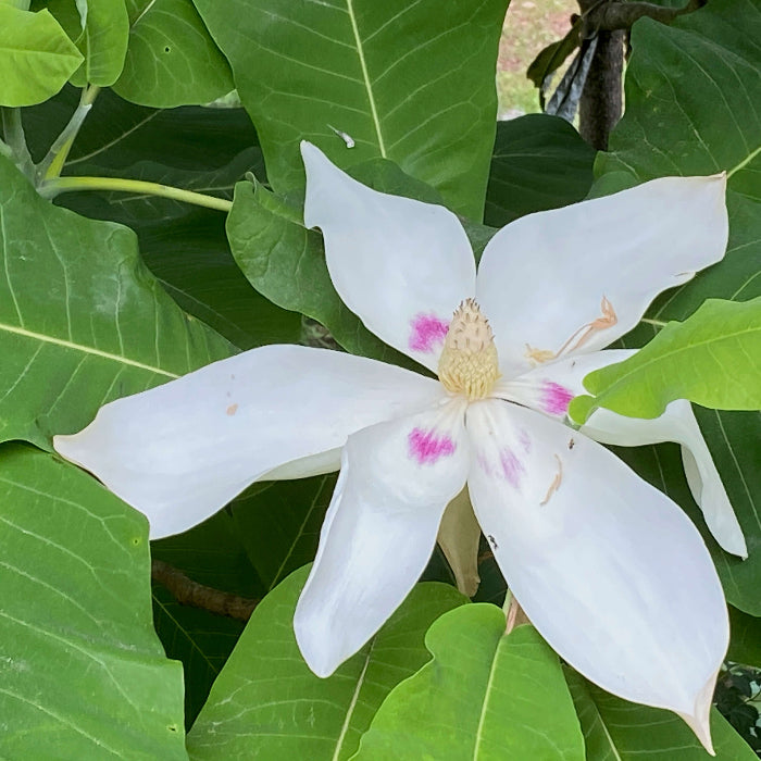 Magnolia macrophylla Magnolia plant
