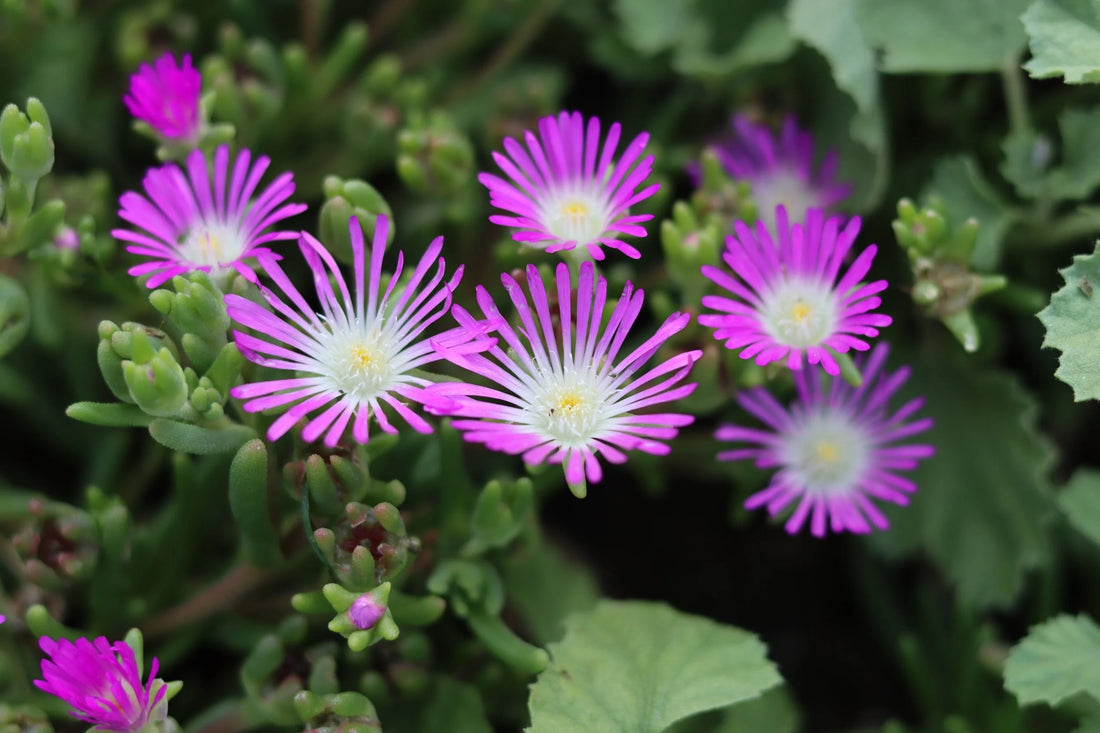 Purple Delosperma flower seeds