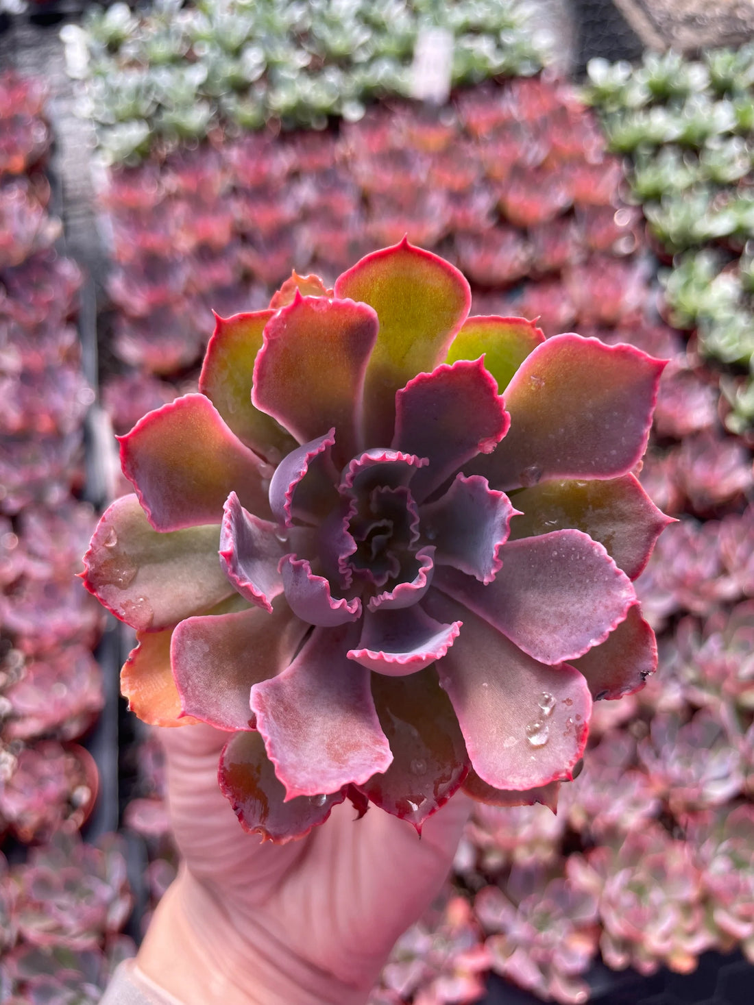 Red Purple flower seeds