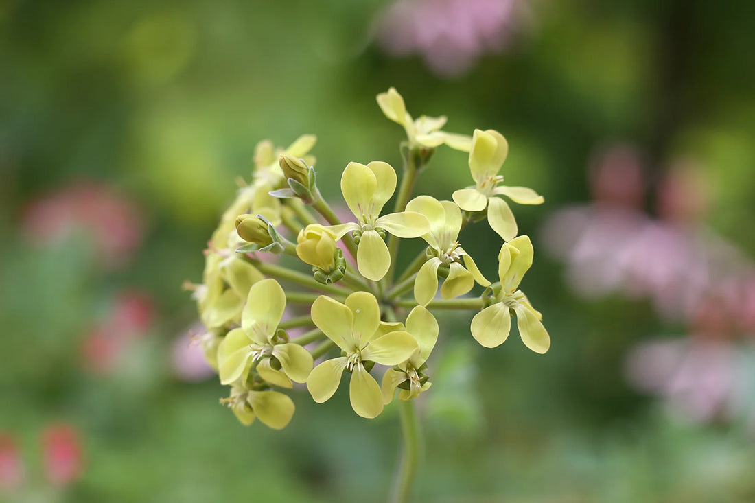 Green Pelargonium flower seeds