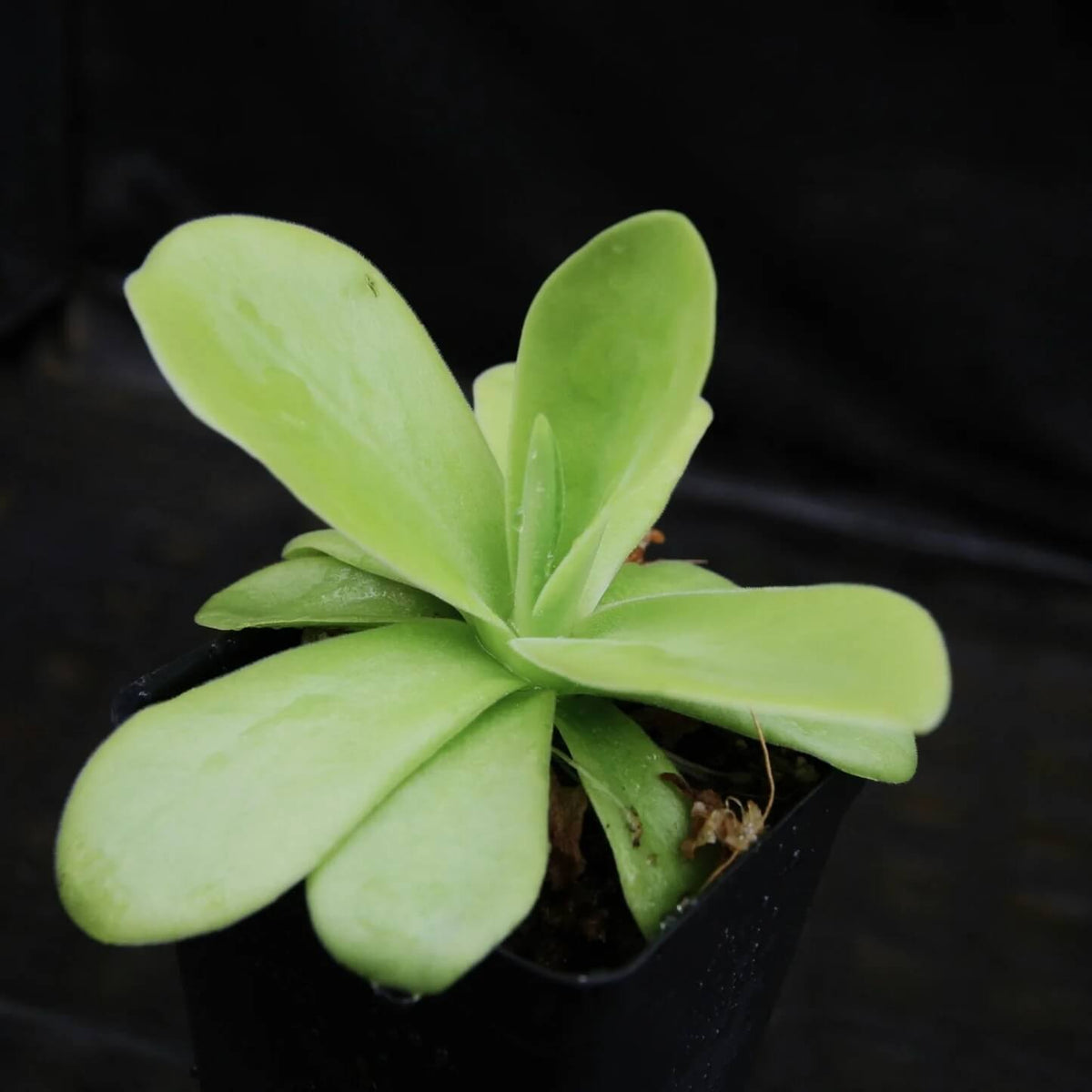 Giant Butterwort plant