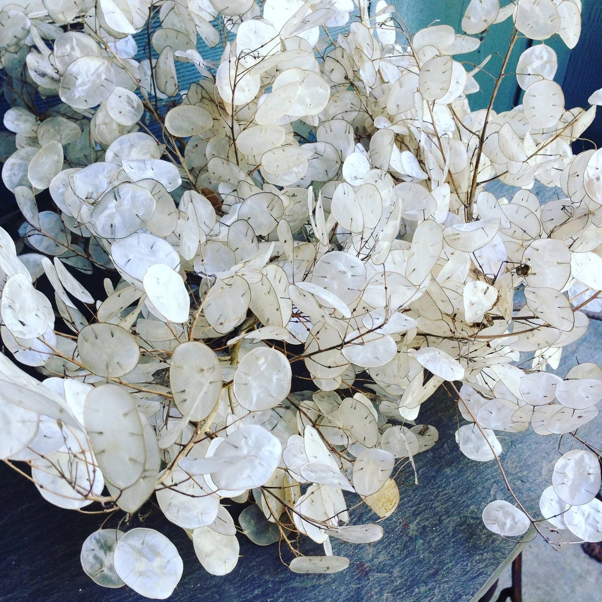 Annual Honesty Lunaria plant
