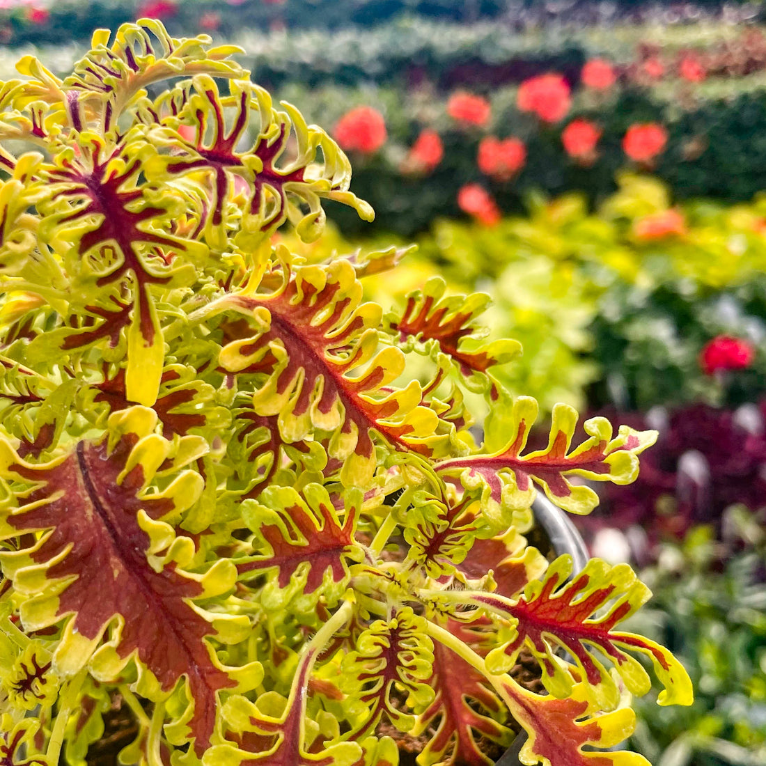 Yellow Red flower seeds