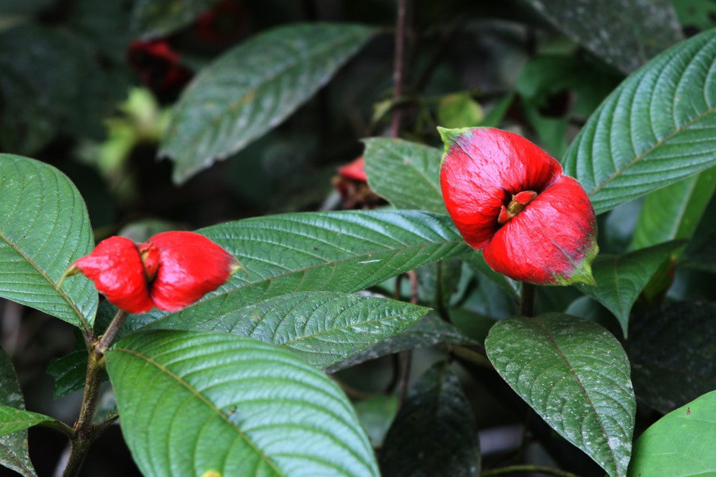 Lips flower seeds