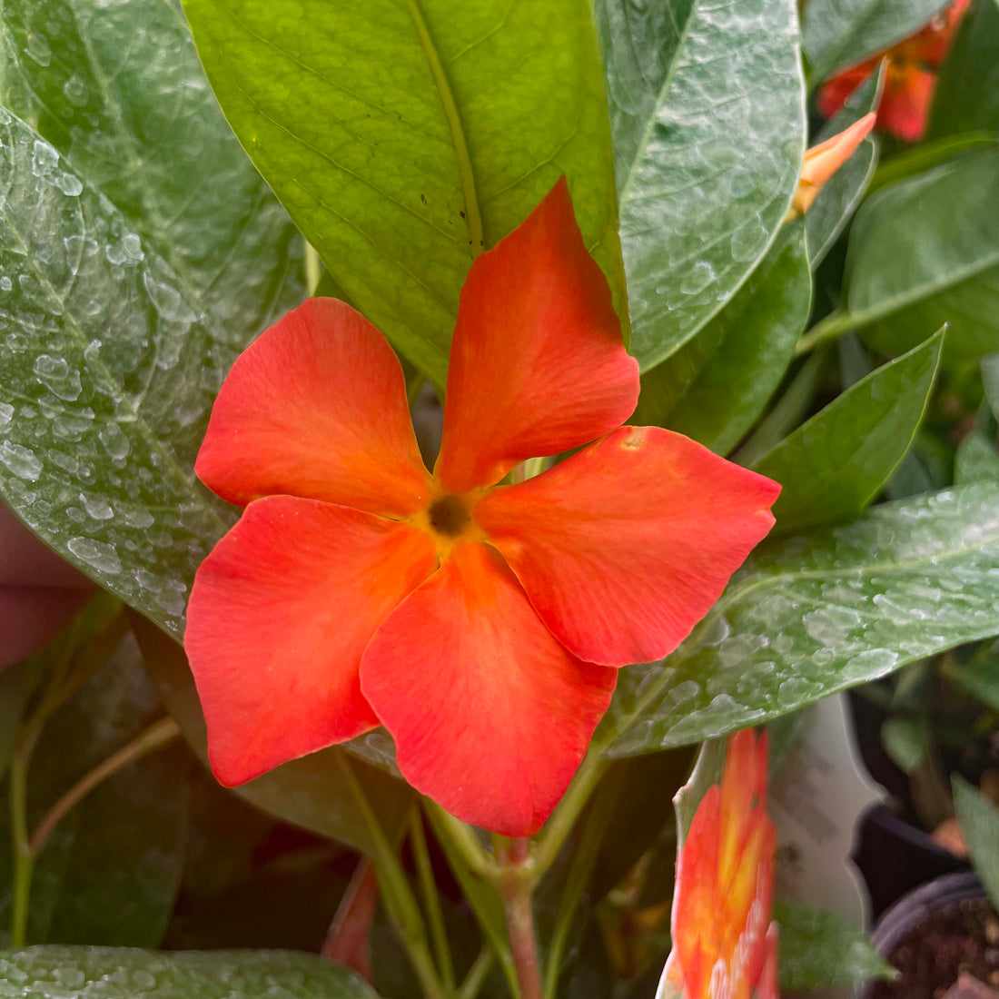 Orange Mandevilla flower seeds
