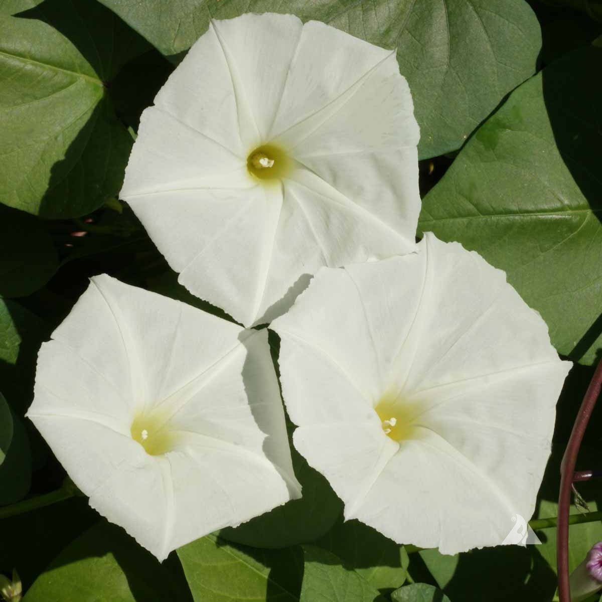 White Moon Vine plant