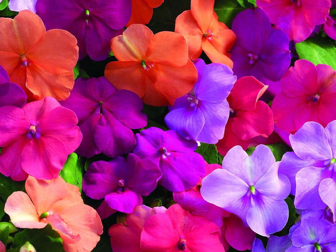 Impatiens Carousel flower seeds