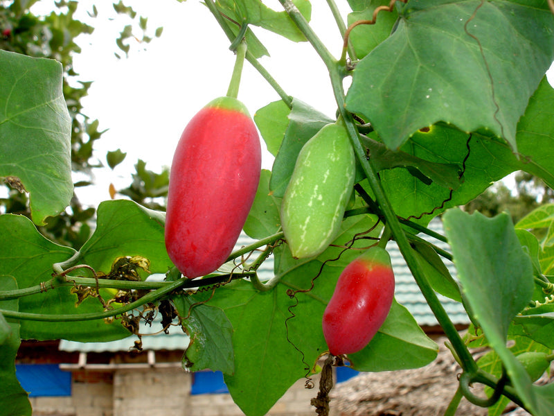 Ivy Gourd Seeds for Planting – Heirloom Garden Seeds