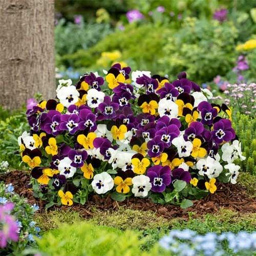 Giant Mix Pansy plant