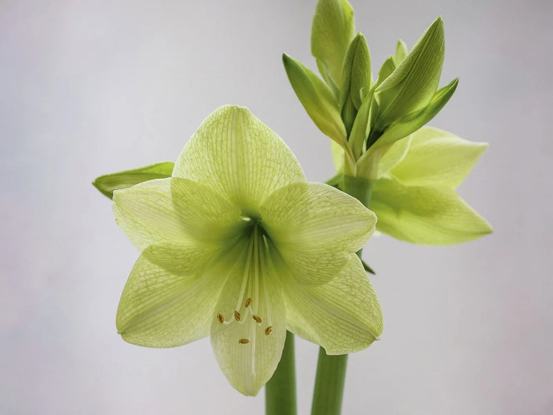 Light Grey flower seeds