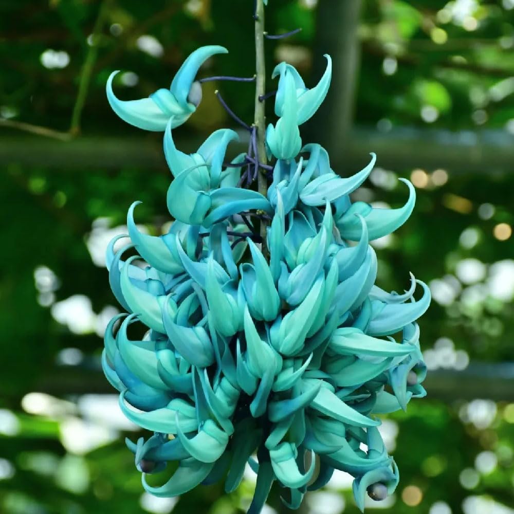 Jade Vine flower seeds
