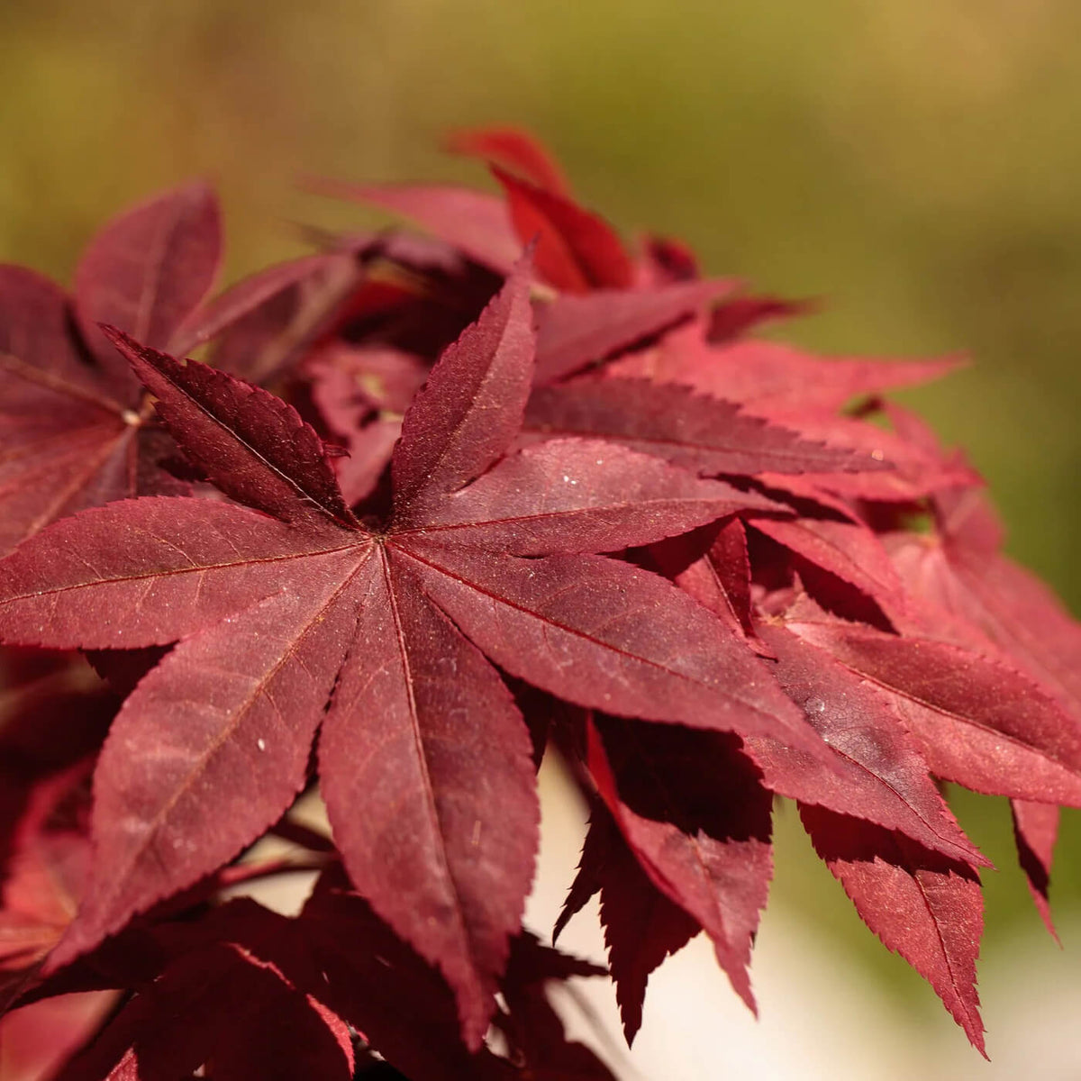 Japanese Maple plant