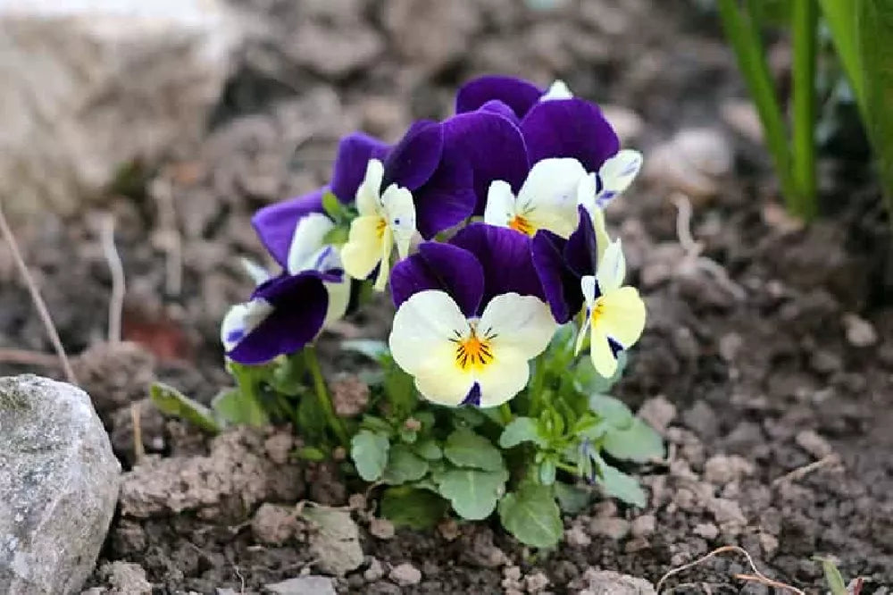 Blue Jump flower seeds