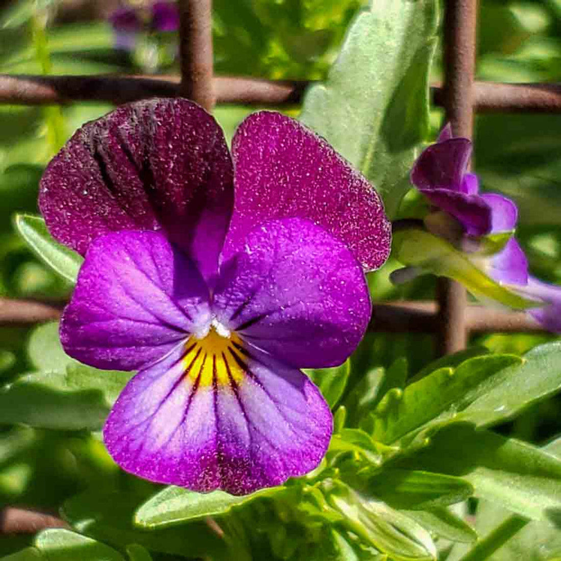 Violet Johnny flower seeds