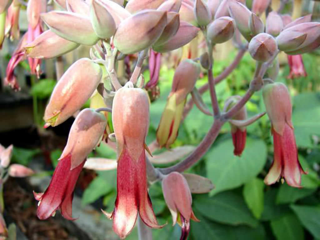 Kalanchoe Gastonis flower seeds