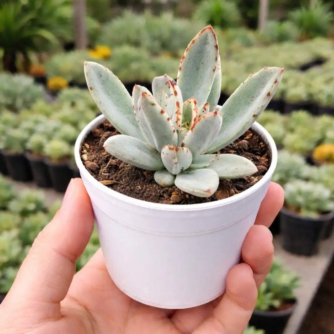 Grey Succulent flower seeds