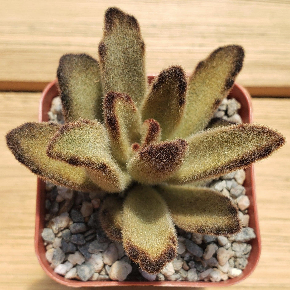 Chocolate Succulent flower seeds