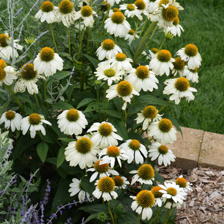White Coneflower flower seeds