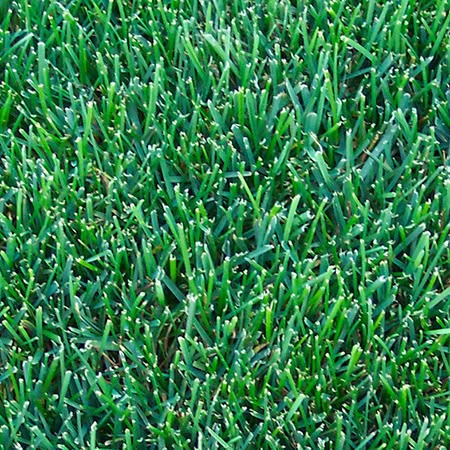 Kentucky Bluegrass Seeds for planting and lush green lawn grass