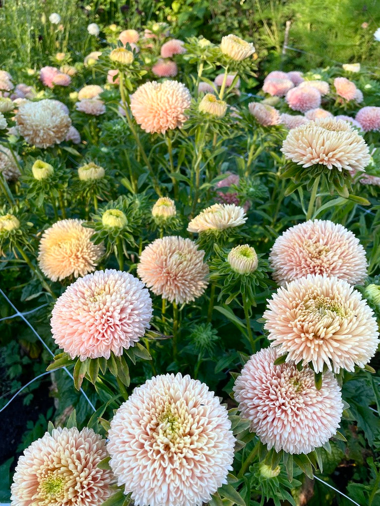 Light Pink flower seeds