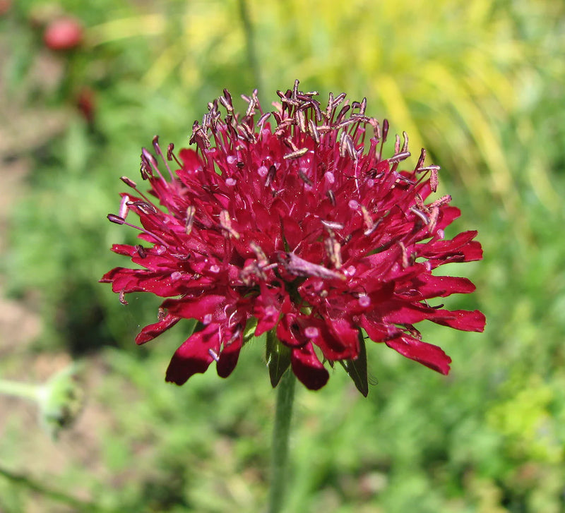 Red Macedonica Flower Seeds for Planting – Heirloom Non-GMO Garden Seeds