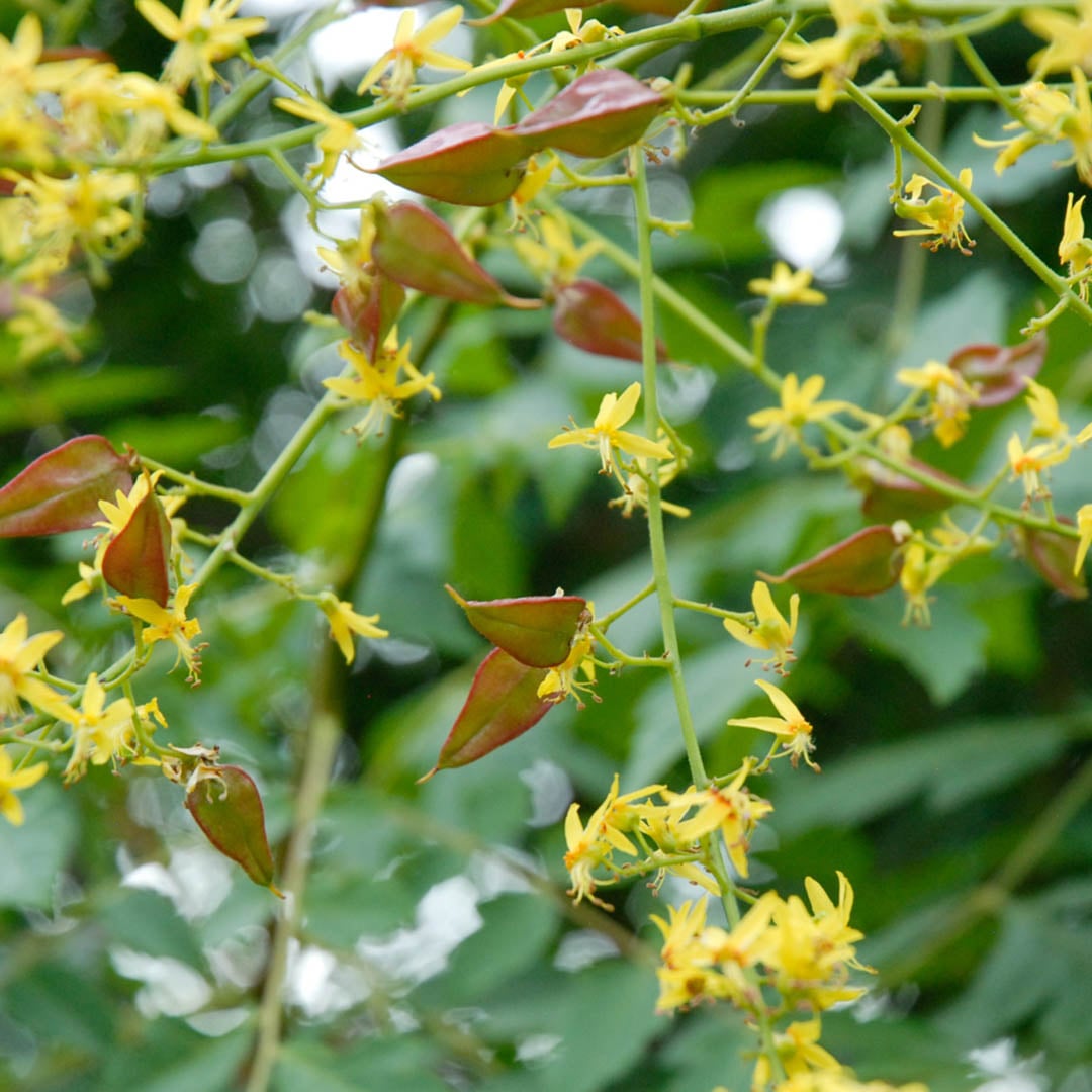 Koelreuteria Tree flower seeds