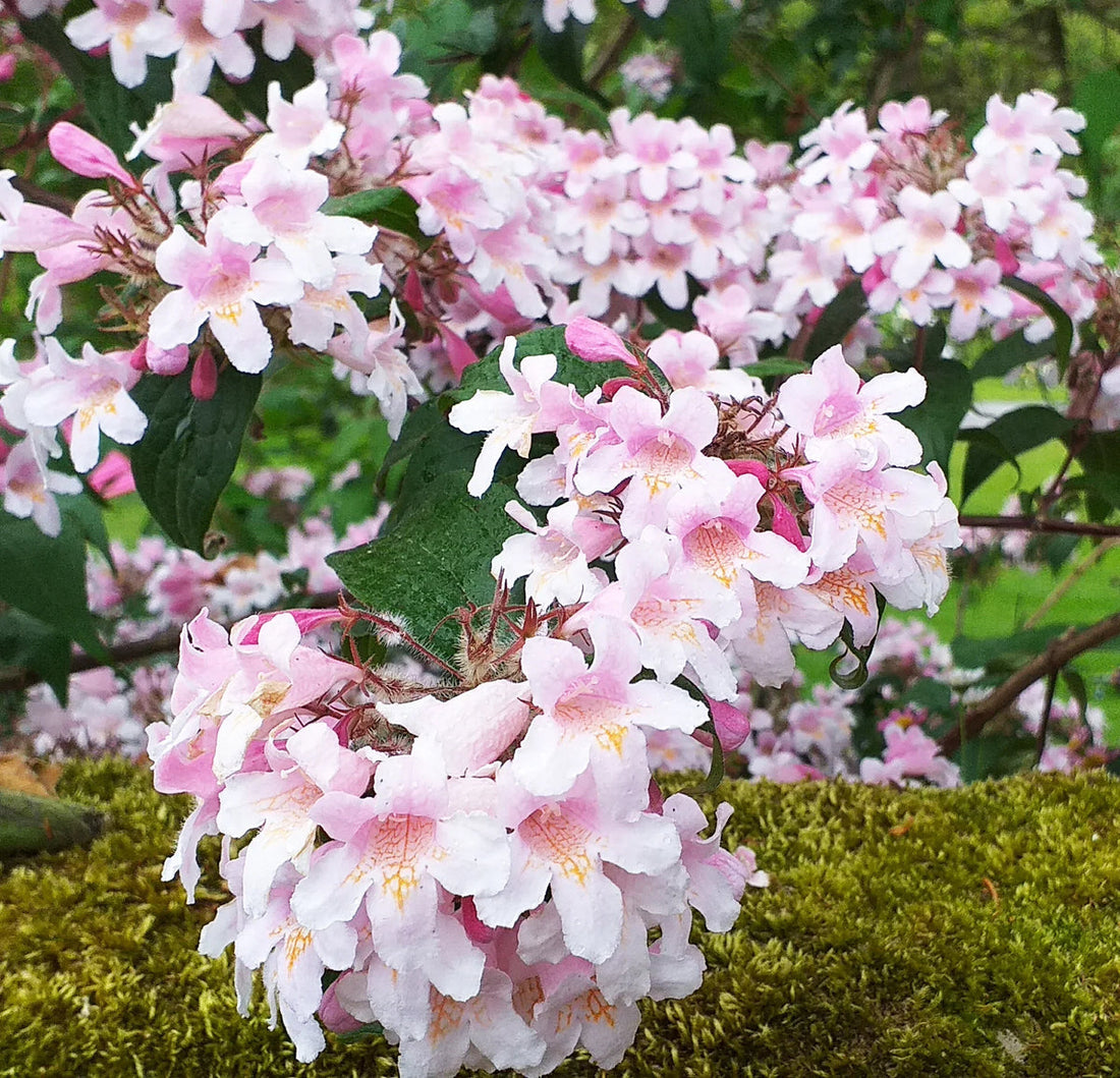 Pink Linnaea flower seeds