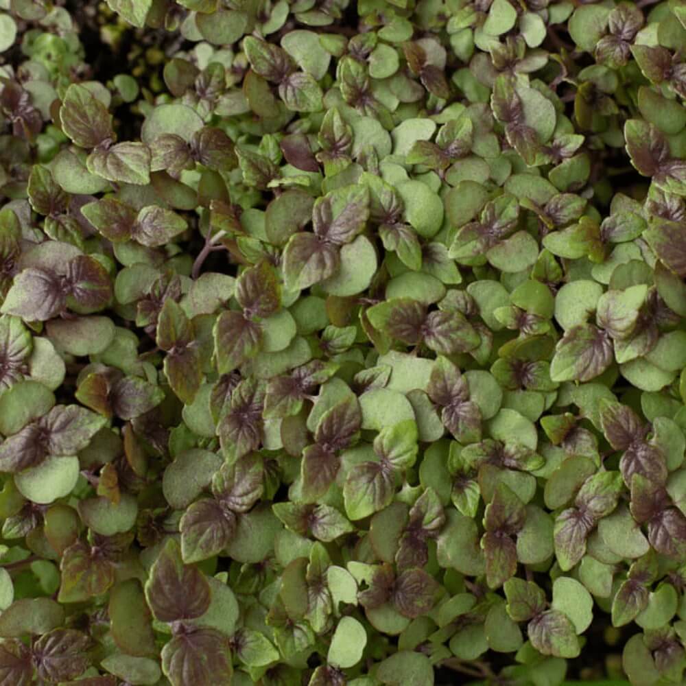 Korean Perilla plant