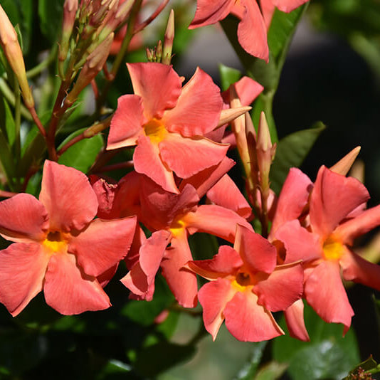 Orange Mandevilla plant