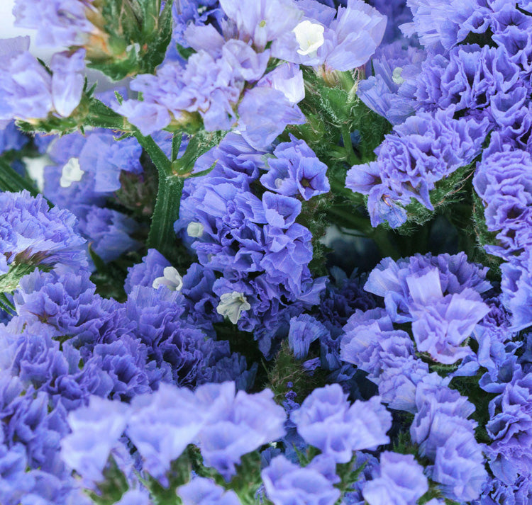 Statice Pale flower seeds