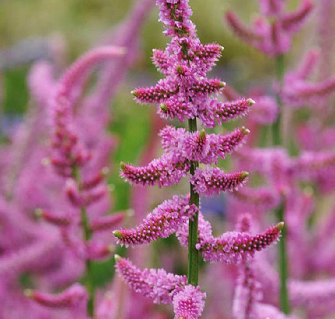Suworowii flower seeds