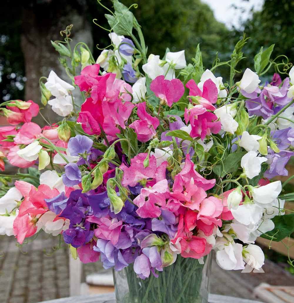 Bijou flower seeds