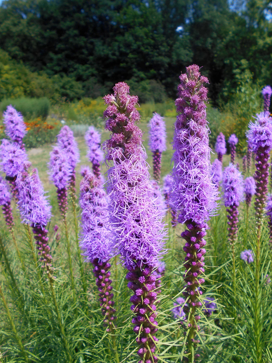 Purple Liatris flower seeds